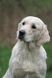 GOLDEN RETRIEVER 1056